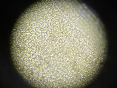 Tortella inclinata