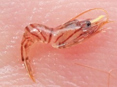 Rhynchocinetes australis