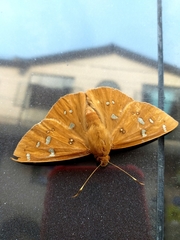 Dyscophellus ramusis