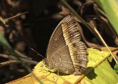 Mycalesis nicotia