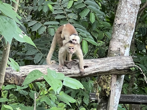 Marañón White-fronted Capuchin