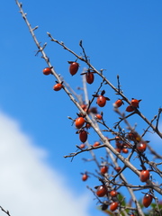 Diospyros rhombifolia