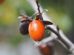 Diospyros rhombifolia