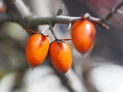 Diospyros rhombifolia