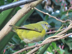 Euphonia chalybea
