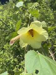 Hibiscus lunarifolius