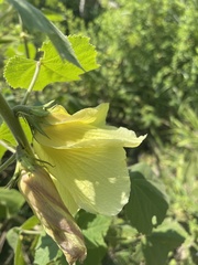 Hibiscus lunarifolius