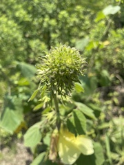 Hibiscus lunarifolius