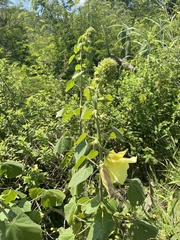 Hibiscus lunarifolius