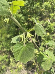 Hibiscus lunarifolius