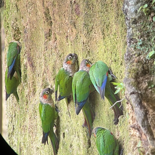 White-breasted Parakeet (Pyrrhura albipectus), photo 5