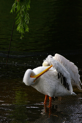 Pelecanus