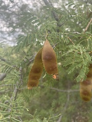 Albizia brevifolia