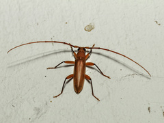 Noserius tibialis