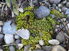 Tortella inclinata