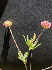 Trifolium bifidum