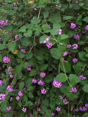 Lantana megapotamica