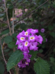 Lantana megapotamica