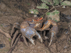 Chasmagnathus convexus