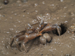 Metaplax elegans