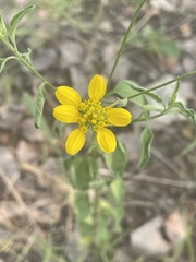 Calostephane divaricata