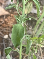 Calostephane divaricata