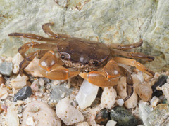 Cyclograpsus integer