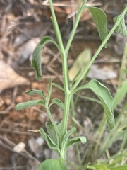 Calostephane divaricata