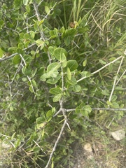 Commiphora pyracanthoides