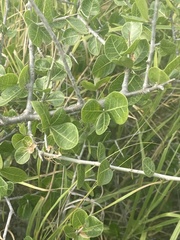 Commiphora pyracanthoides