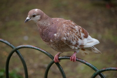 Columba livia domestica