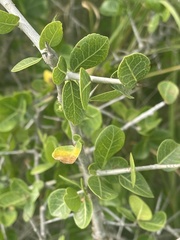 Commiphora pyracanthoides