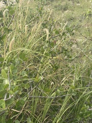 Commiphora pyracanthoides