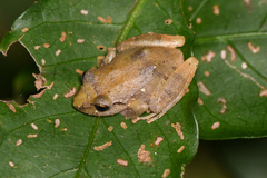 Eleutherodactylidae