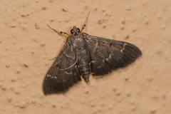 Pilocrocis