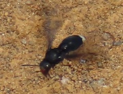 Synagris mirabilis