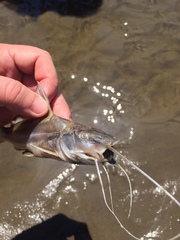 Pimelodus albicans