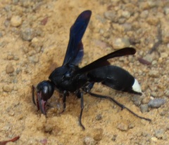 Synagris mirabilis