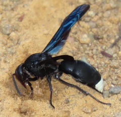 Synagris mirabilis