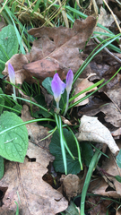 Crocus tommasinianus