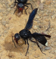 Synagris mirabilis