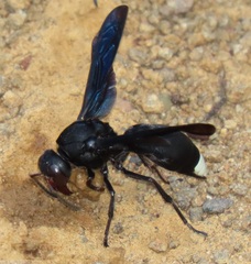 Synagris mirabilis