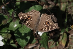 Junonia lemonias