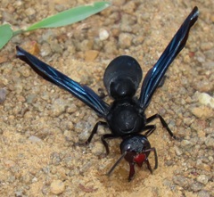 Synagris analis