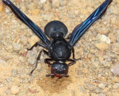 Synagris analis