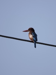 Halcyon smyrnensis