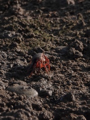 Tubuca arcuata