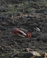 Tubuca arcuata