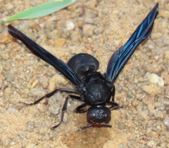 Synagris analis