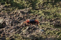 Tubuca arcuata